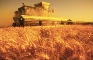 Agricultura - Colheita trigo
