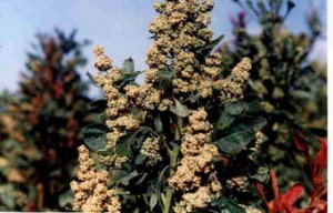 Cereais - Quinoa