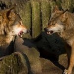 Lobos